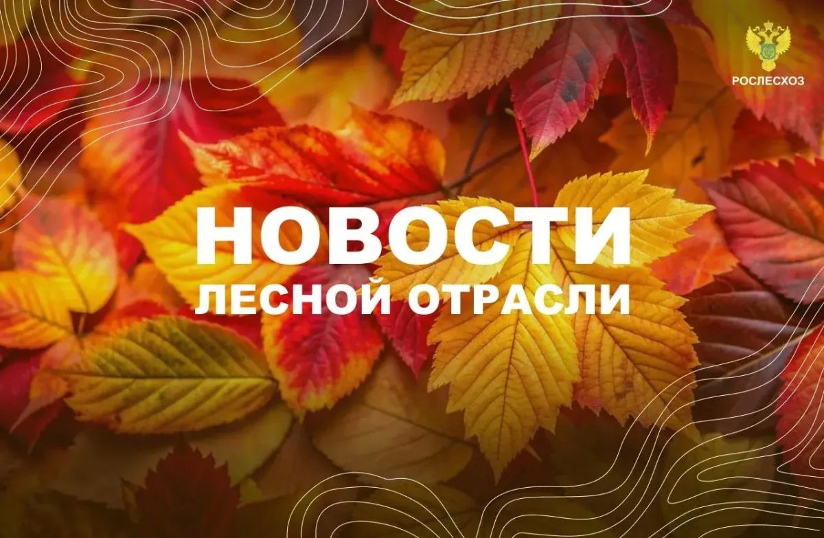 Лента.ру: В России активно восстанавливают леса