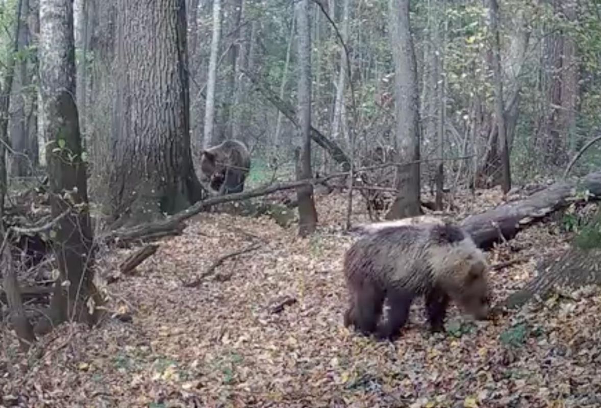 Осенью одним из самых оживленных мест в лесу становятся пойменные дубравы