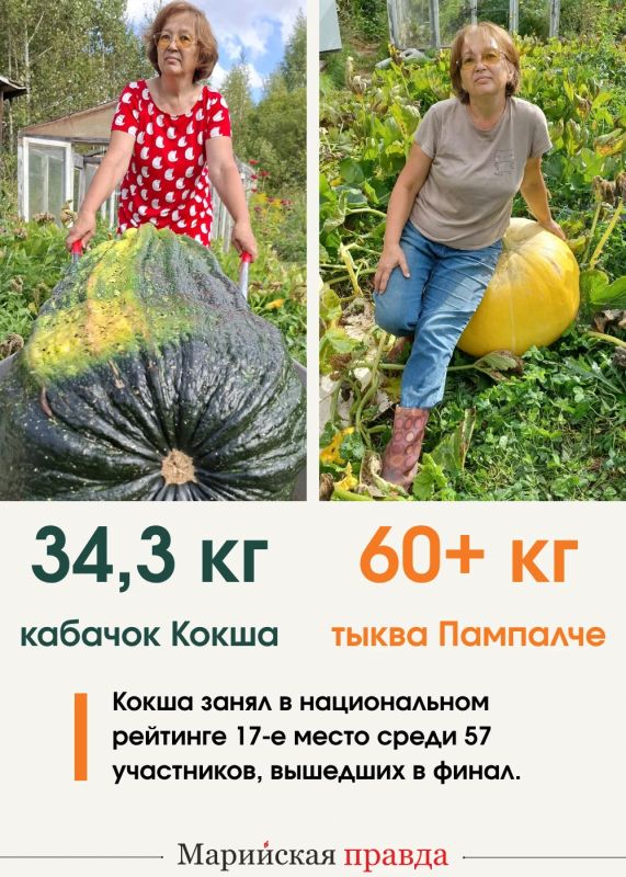 Кабачок-богатырь Кокша и тыква Пампалче из Марий Эл стали участниками национального чемпионата урожая Кабачок-богатырь Кокша и тыква Пампалче из Марий Эл стали участниками национального чемпионата урожая