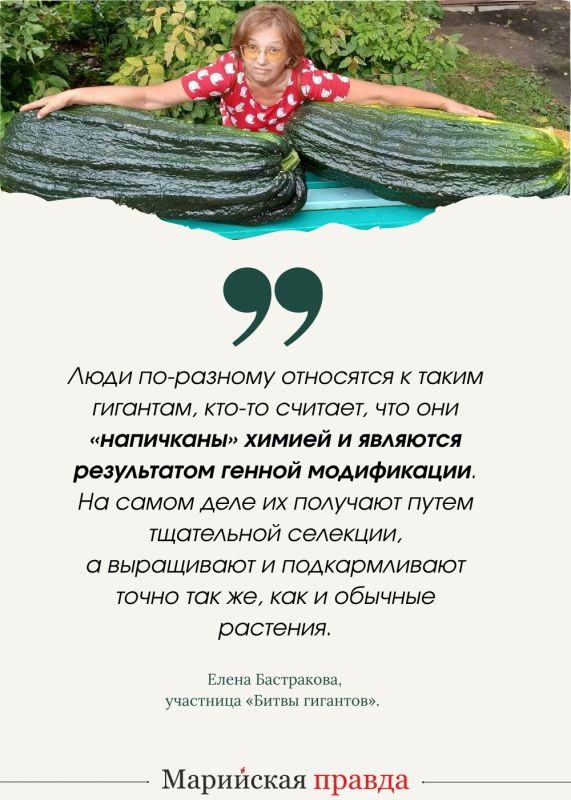 Кабачок-богатырь Кокша и тыква Пампалче из Марий Эл стали участниками национального чемпионата урожая Кабачок-богатырь Кокша и тыква Пампалче из Марий Эл стали участниками национального чемпионата урожая