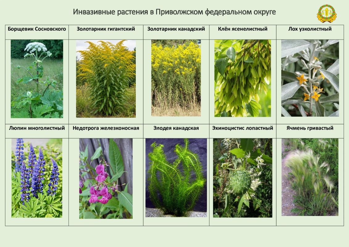 В ПФО растет 10 видов чужеродных растений