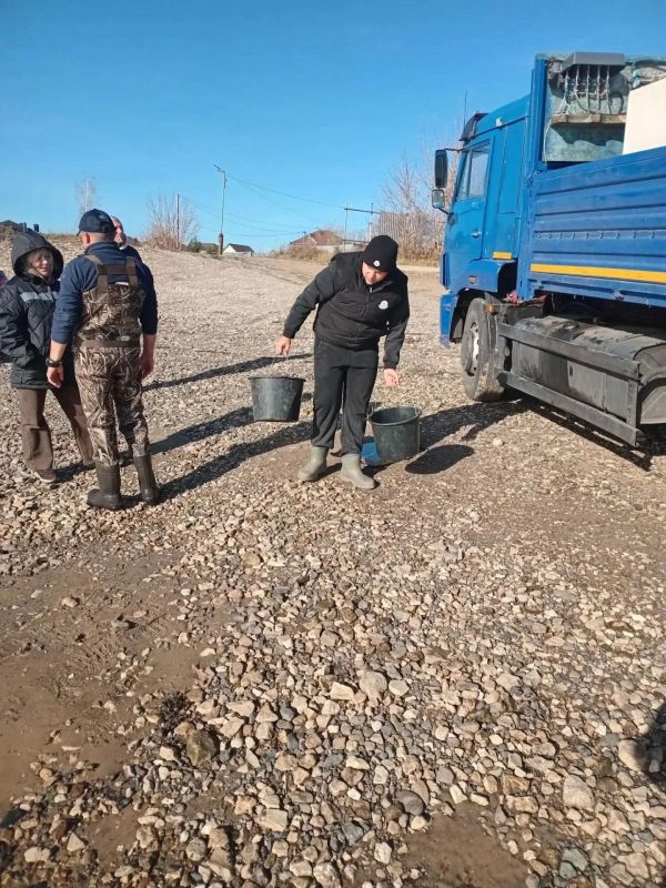 Возле старой пристани у села Кокшайск Звениговского района Марий Эл в воды Куйбышевского водохранилища выпустили более 4800 мальков толстолобика Возле старой пристани у села Кокшайск Звениговского района Марий Эл в воды Куйбышевского водохранилища выпустили более 4800 мальков толстолобика