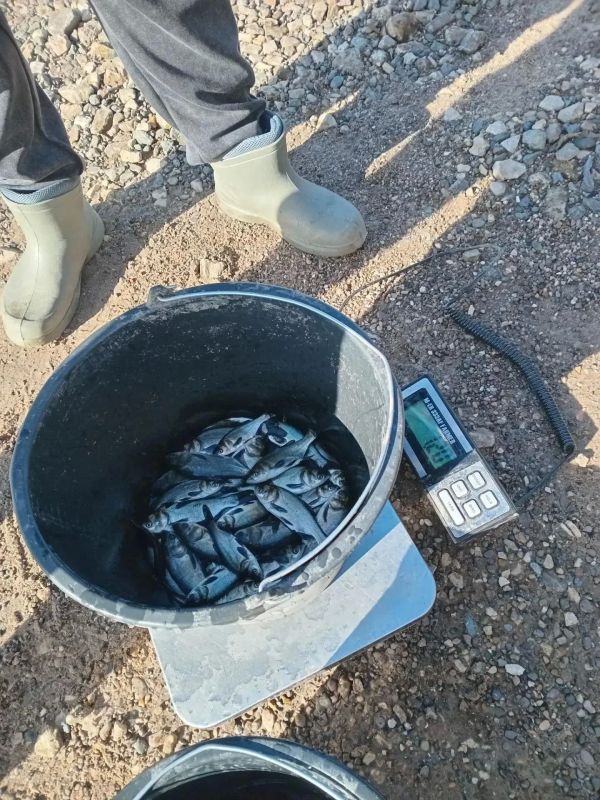 Возле старой пристани у села Кокшайск Звениговского района Марий Эл в воды Куйбышевского водохранилища выпустили более 4800 мальков толстолобика